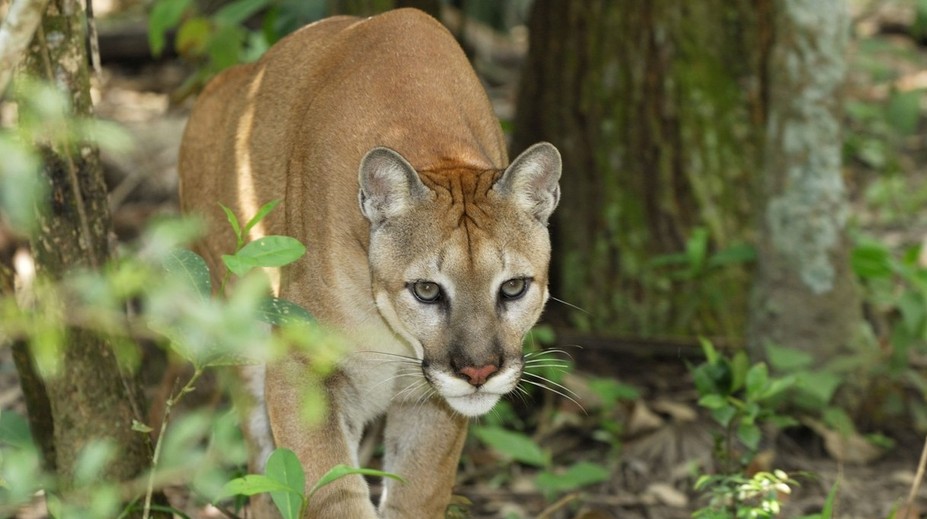 V lese videli mačkovitú šelmu. Obec varuje obyvateľov, aby sa k nej nepribližovali a nahlásili každé spozorovanie