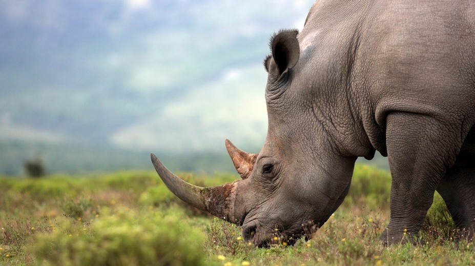 V Tanzánii uhynul zrejme najstarší nosorožec na svete