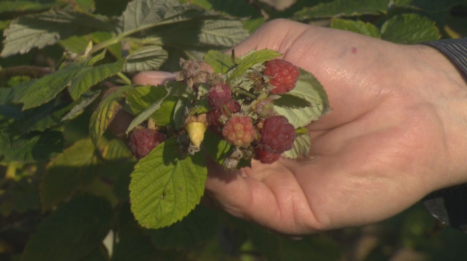 Záhradkári iba krútia hlavou. Nezvyčajne teplé počasie pomýlilo prírodu