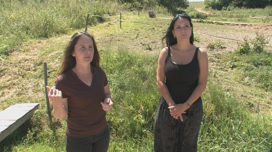 Majiteľka vypátrala cez inzerát ukradnutého koňa. Našla ho až v Rumunsku