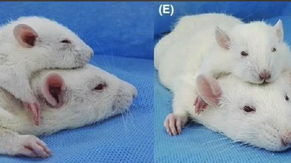 Stane sa Frankenštajn realitou? Vedci transplantovali hlavu potkanovi