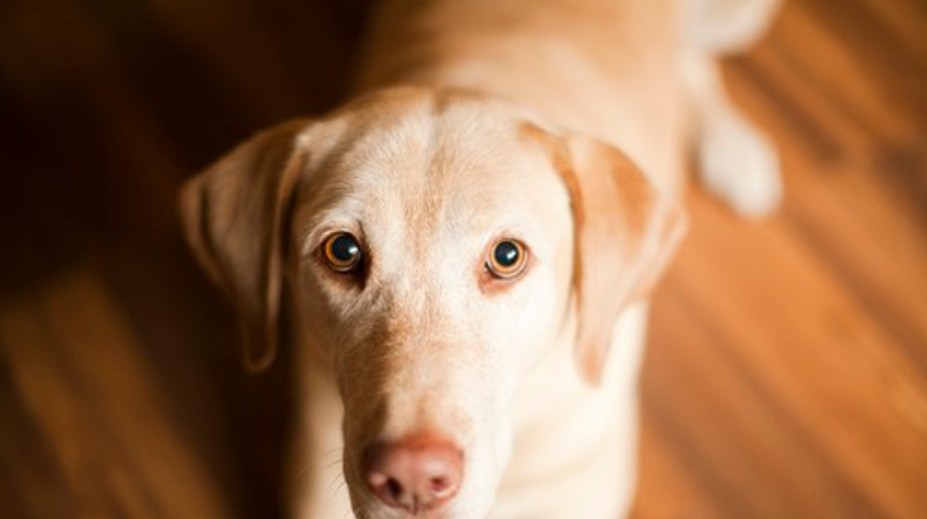 Má váš pes opakovanú hnačku? Parazit môže byť prenosný aj na človeka