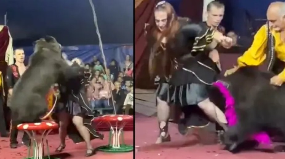 VIDEO: Rodičia s deťmi zažili v cirkuse chvíle hrôzy. Medveď dvakrát napadol krotiteľku