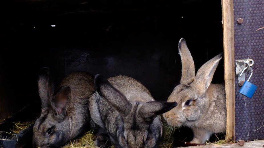Nebezpečná myxomatóza: Ohrozené môžu byť aj domáce chovy, mäso z chorého králika by ste nemali jesť