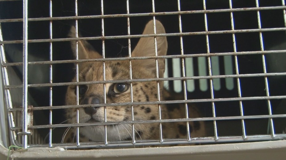 Divoké zviera, ktoré sa túlalo ulicami Svidníka, už odchytili. Nešlo o žiadnu obyčajnú mačku, ale nebezpečnú exotickú šelmu
