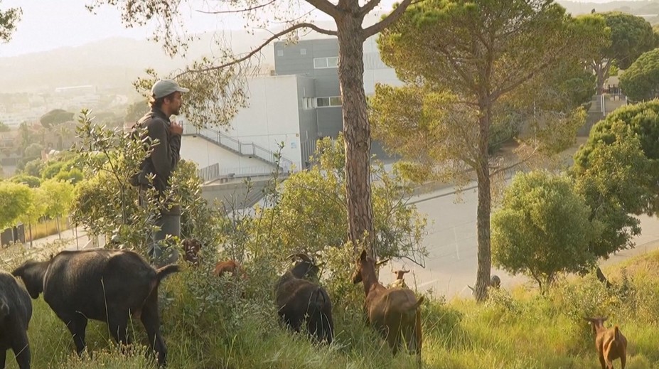 Netradičné bojovníčky proti požiarom. V španielskom mestečku riziko ich vzniku znižujú kozy