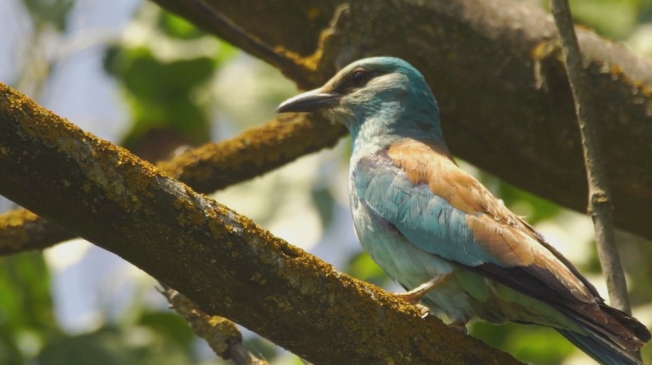 Malý zázrak. Vták, ktorý na Slovensku nehniezdil dlhé roky, sa vracia