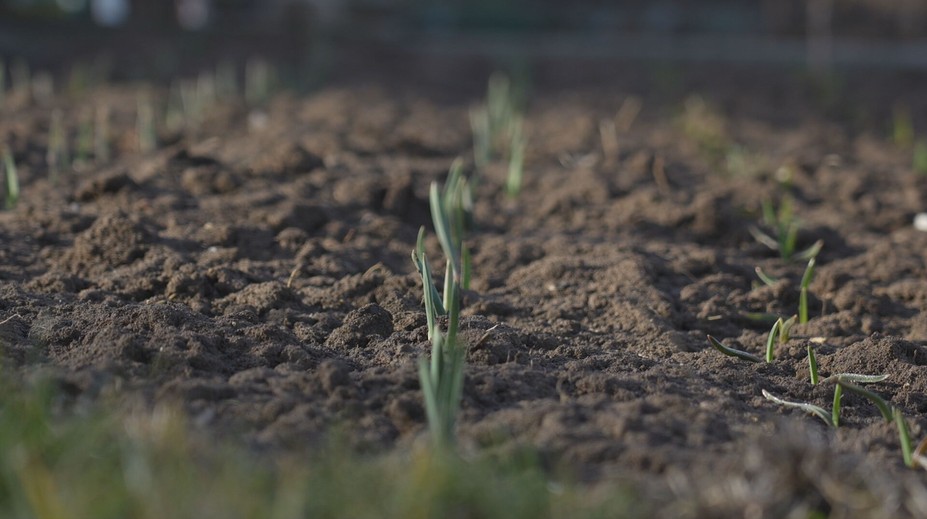 Zasadiť treba mak, o dva týždne príde na rad cibuľka, mrkva či hrášok. A na jednu podstatnú vec nesmiete zabudnúť