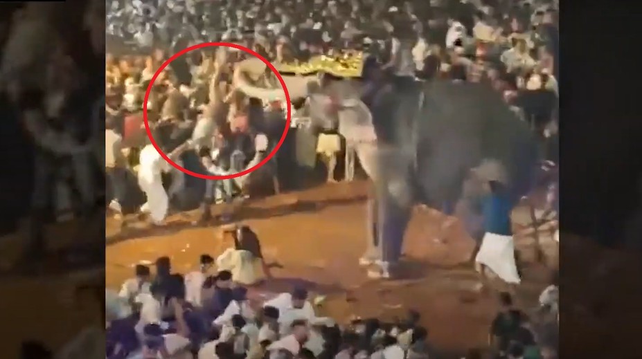 VIDEO: Rozzúrený slon sa vrhol na veriacich. Muž, ktorého schmatol chobotom, utrpel vážne zranenia