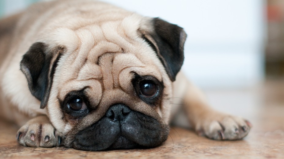 Milé chrochtanie alebo obmedzenie života? Ochorenie, ktoré môže byť pre určité psy fatálne