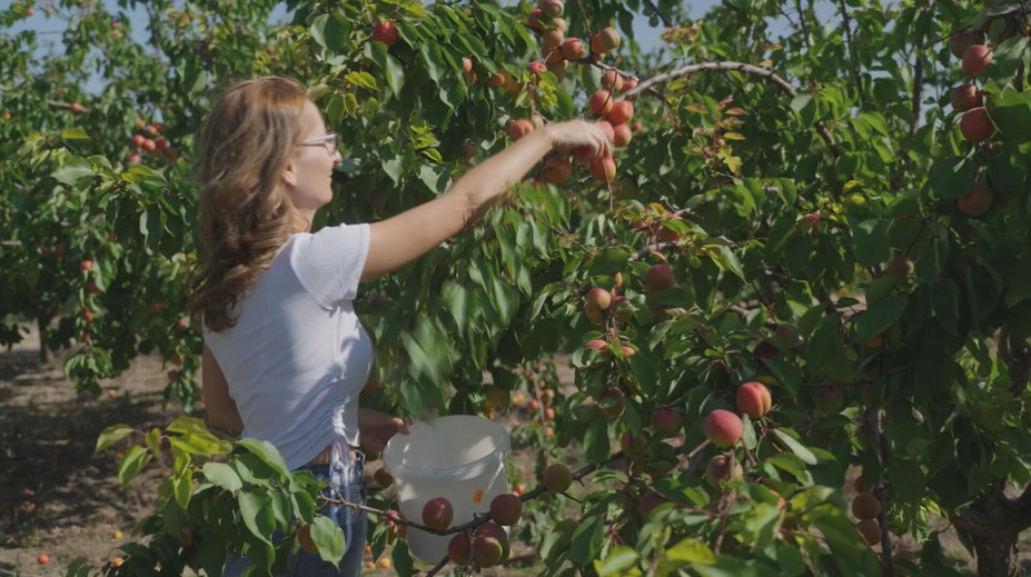 V sade to žije: Zberači bojujú o najlepšie marhule, sezóna potrvá ešte niekoľko týždňov