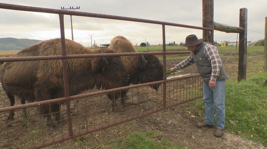Jeden ho napadol, druhý mu zachránil život. Slovák Jozef chová bizóny