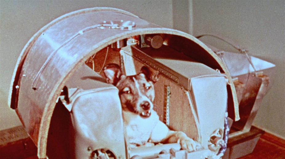 Stres a vysoká teplota. Lajka pred 60 rokmi zomrela krutou smrťou