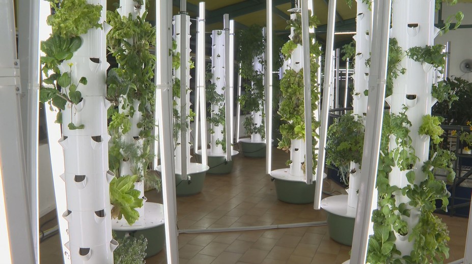 Farma bez hliny. V Prešove pestujú zeleninu aj v zime a minú o 95 percent menej vody