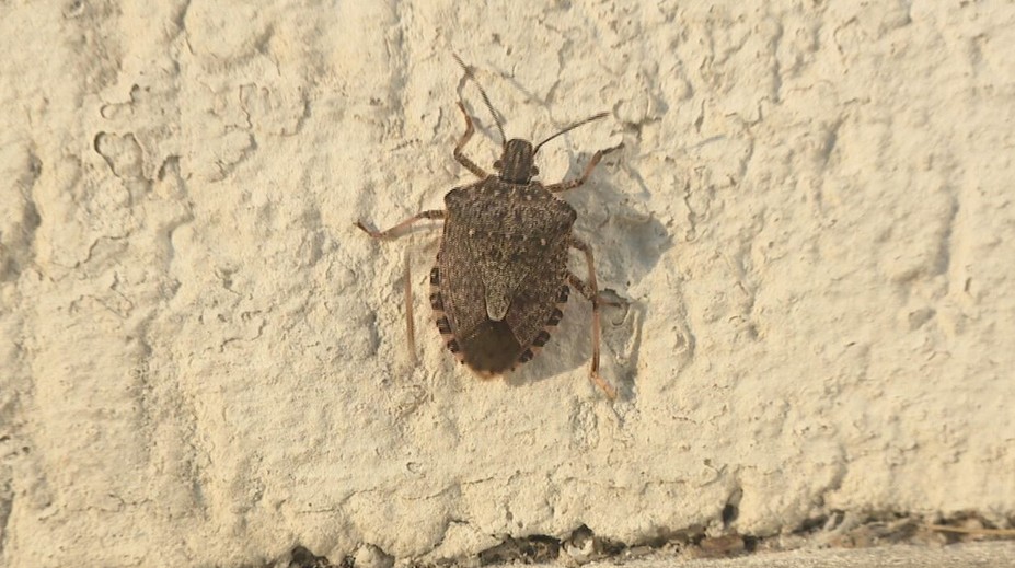 Smradľaví neželaní nájomníci jesene sú opäť na scéne. Hmyz si vo veľkom hľadá teplý azyl na zimu