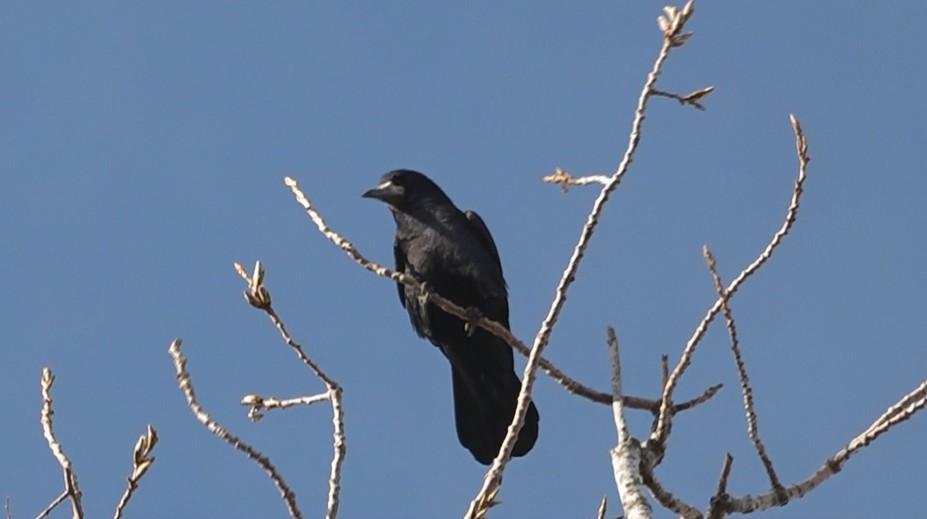Žijú v hluku a špine. Obyvatelia Nových Zámkov sú obkľúčení havranmi