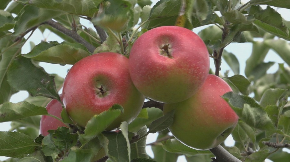 Nie sú to jahody ani broskyne. Tento druh ovocia si získal Slovákov, jedia ho celý rok