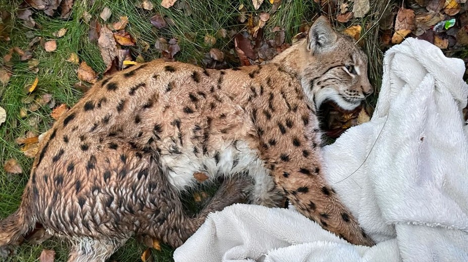 Silný príbeh zo stredného Slovenska. Rysa čakala pomalá smrť, no vďaka odhodlaniu mladého doktora dostal druhú šancu