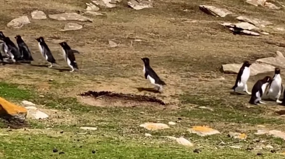 VIDEO: Popletený tučniak sa pridal k nesprávnej skupine. Video z Falklandov baví sociálne siete