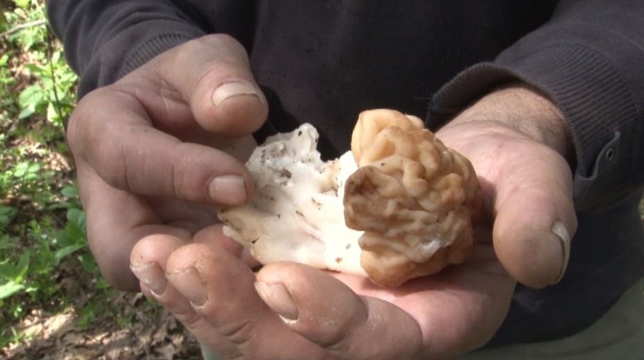 Týmito hubami na Slovensku pohŕdajú, v zahraničí za ne platia tisíce