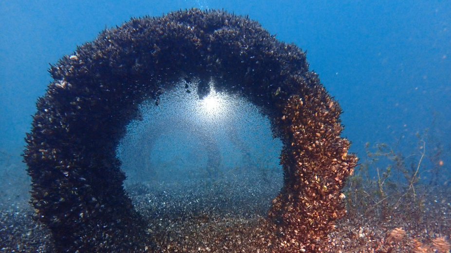 Ničí jedno alpské jazero za druhým. Nezastaviteľný invázny druh prenikol aj do slovenského úseku Dunaja
