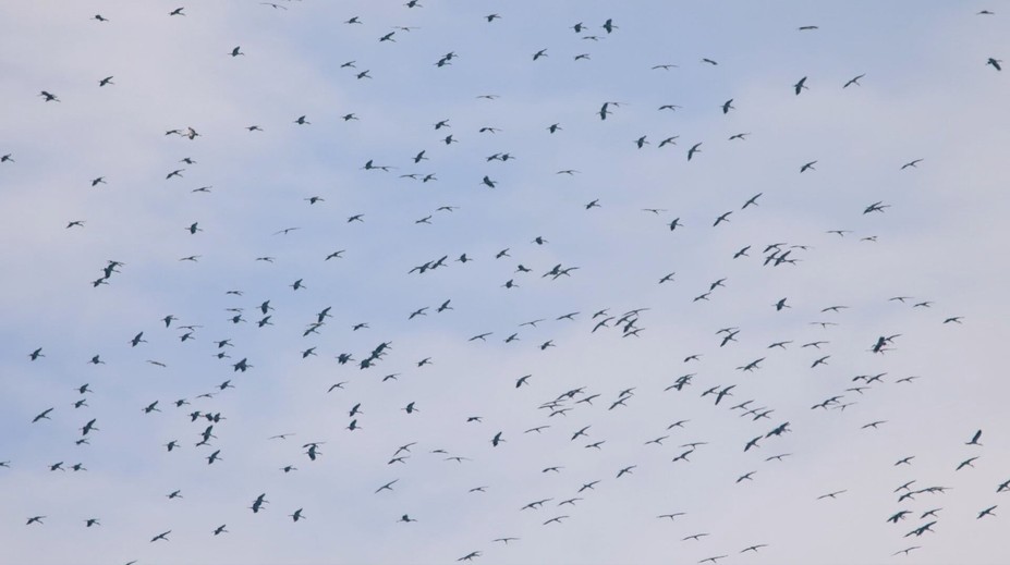 Oteplenie urýchľuje návrat sťahovavých vtákov. Môžu so sebou priniesť aj nebezpečné choroby