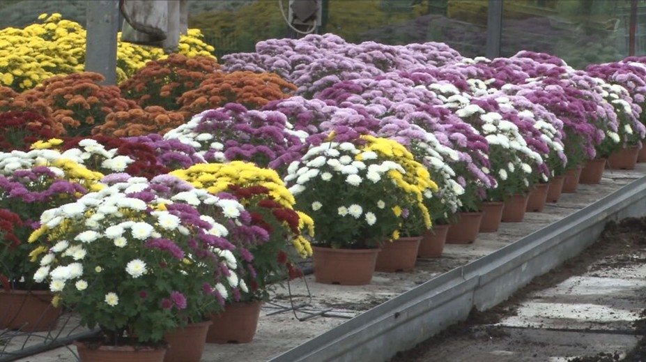 Chryzantémy pred Dušičkami vraj výrazne nezdraželi. Kvetinárstva ich už predávajú