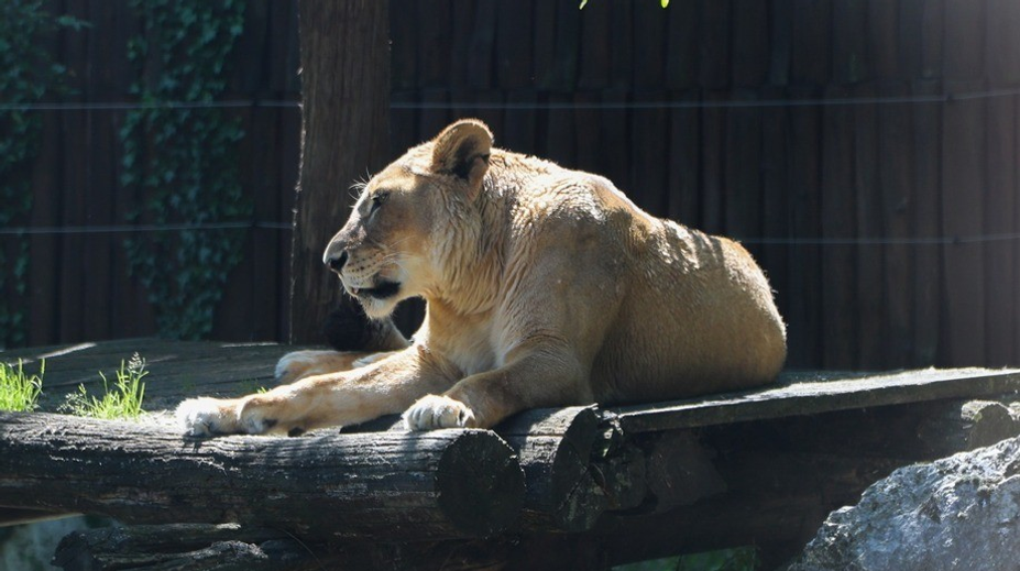 Bratislavská zoo prišla o legendu. Museli utratiť 21-ročnú levicu