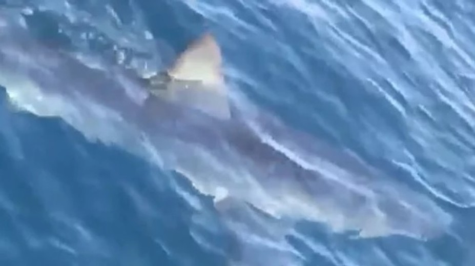 Nebezpečný žralok v Chorvátsku. Turista ho nakrútil na video