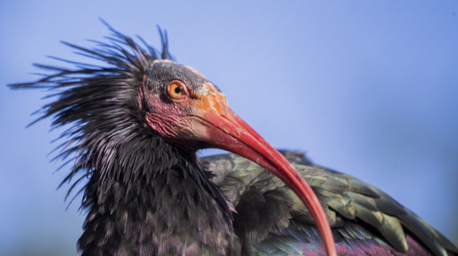 Z pražskej zoo kvôli snehu uletelo 18 vzácnych vtákov. Lietajú po meste