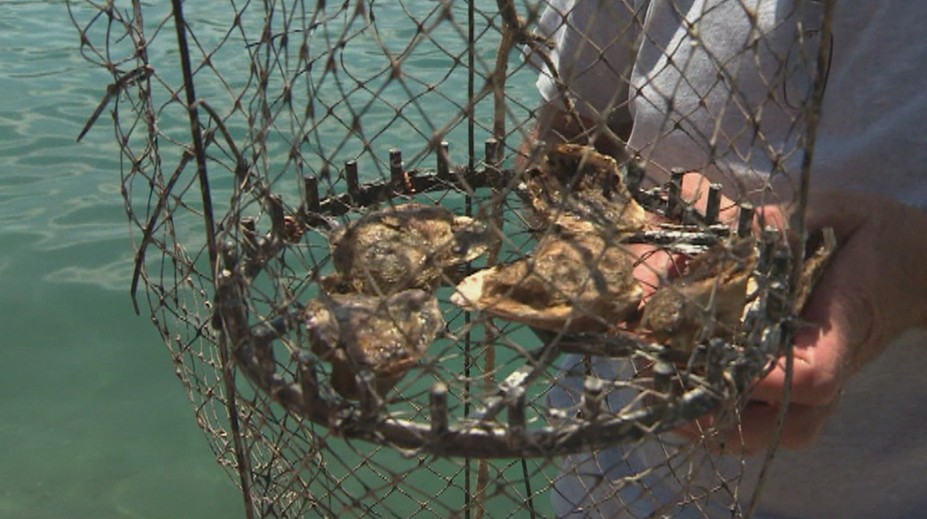 Jedna z najväčších lahôdok na Jadrane je dostupná len na pár miestach