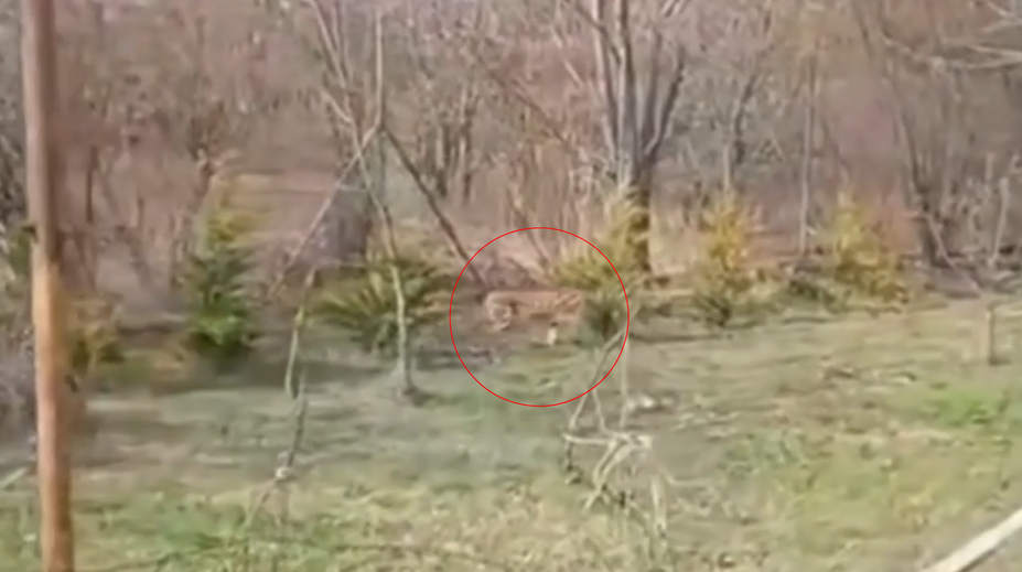 VIDEO: Exotická šelma na dvore rodinného domu v Hviezdoslavove. Žena neverila vlastným očiam