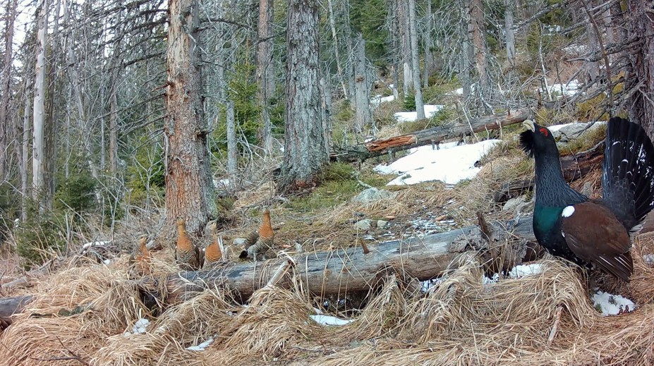 Hlucháňa sme nechránili dostatočne. Stále čakáme, či od Únie dostaneme aj pokutu
