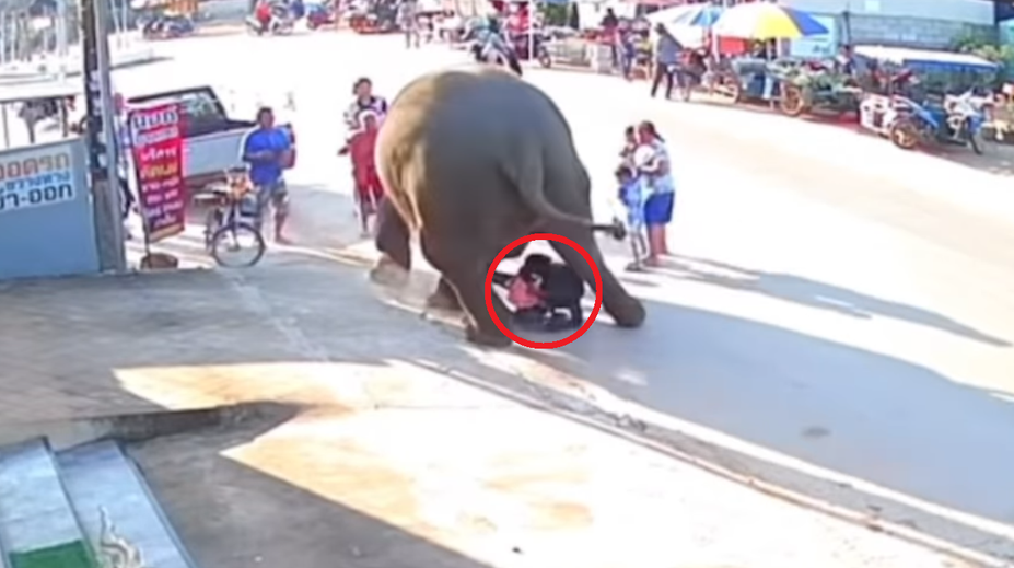 VIDEO: Rituál so slonom sa zvrtol. Niekoľkotonový kolos takmer rozdupal dvojročné dievčatko