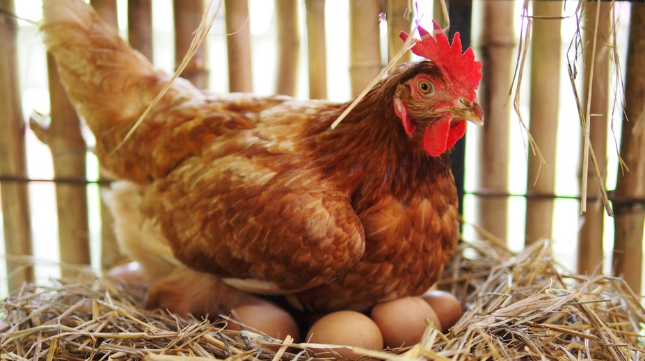 Pod sliepkou čakalo farmára prekvapenie. „Adoptovala“ si nečakaného tvora