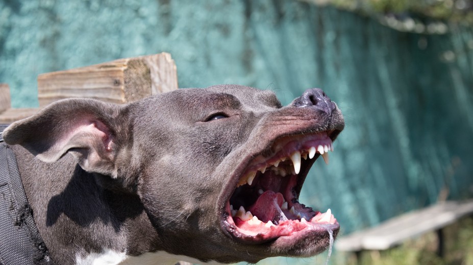 Hra so sestrou sa pre chlapca skončila katastrofou. Pitbul mu doslova roztrhal tvár