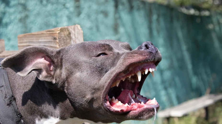 Hra so sestrou sa pre chlapca skončila katastrofou. Pitbul mu doslova roztrhal tvár