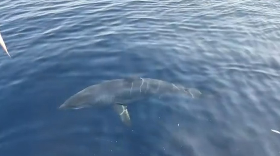 VIDEO: Hrôzostrašné stretnutie v Chorvátsku. Vedľa lode sa odrazu zjavil trojmetrový žralok