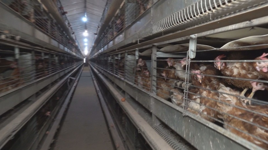 Vajcia z klietkového chovu zmiznú z predaja. Hydinári, ktorí sa nestihnú prispôsobiť, majú dve možnosti