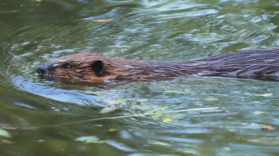 Bobry v Tatrách sa pohybujú v okolí zdroja pitnej vody. Ako si s nimi poradia?