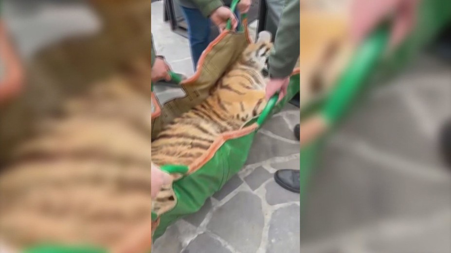 Chovateľovi zhabali štátni inšpektori tri tigre. Nelegálne ich držal v garáži