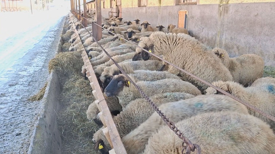 Tuhé mrazy menia na Slovensku správanie zvierat. Chovatelia hovoria o veľkých opatreniach