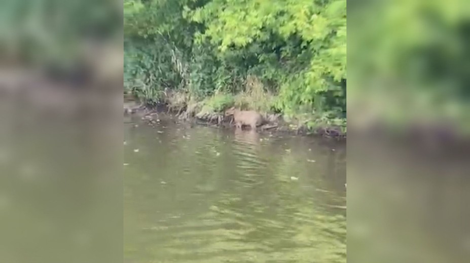 VIDEO: Exotické dobrodružstvo na juhu Slovenska. Spozorovali tam najväčšieho hlodavca planéty