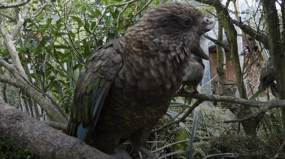 VIDEO: Napriek veľkému hendikepu je kráľom vo svojej skupine. Papagáj vymyslel neporaziteľný spôsob boja