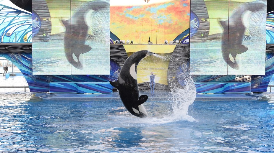 Desivé video zachytávajúce vraždiacu kosatku zmiatlo milióny ľudí. Fiktívny príbeh si začal žiť vlastným životom