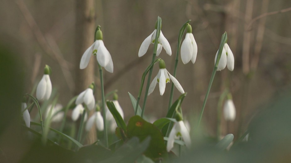 Ministra Tarabu dráždia snežienky. Hovorí o vysokých pokutách, a tak chce prehodnotiť vyhlášku