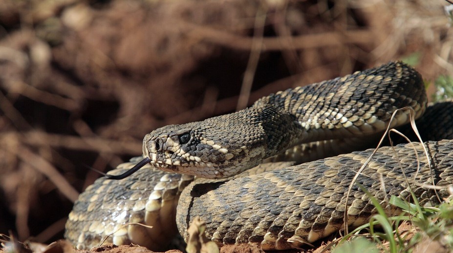 Pátranie po hadovi, ktorý v Česku uštipol malé dievča, sa skončilo. Nenašli ho