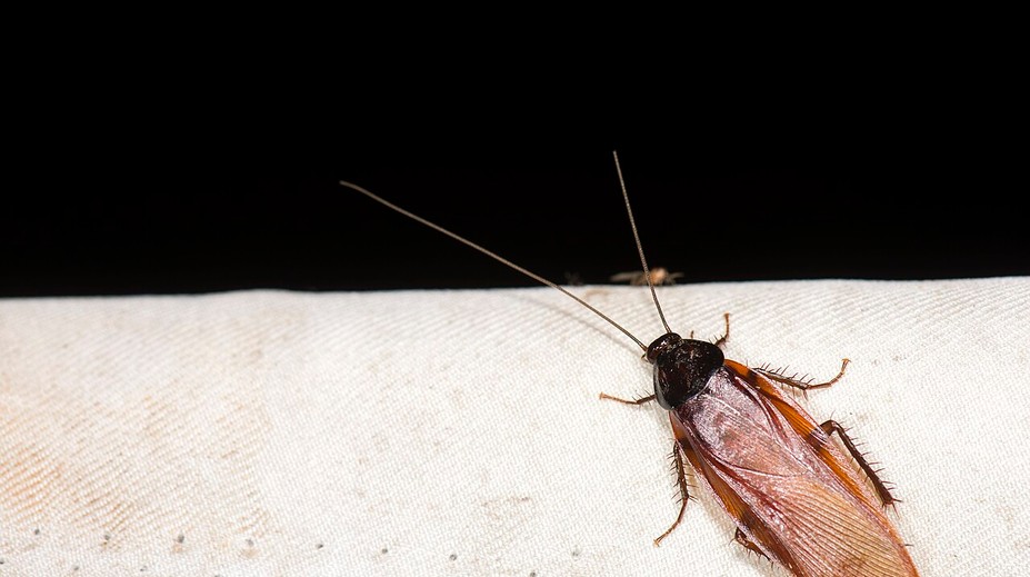 Máte v dome nepríjemný zápach, ktorého sa nedá zbaviť? Možno nie ste jediný nájomník