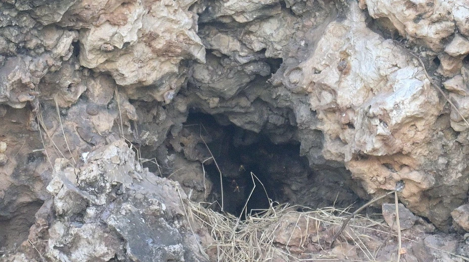 Za 15 rokov ovládol celú krajinu. Obrovský invázny hmyz sa rozšíril natoľko, že si s ním už nevedia rady