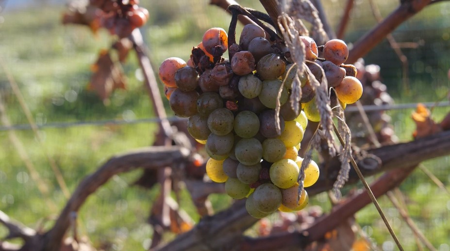 Víno zo severu? Znie to ako šialený nápad, no pre pestovateľov to môže byť aj výzva